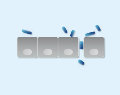 Fig. 1c Paracellular translocation of the pathogens (spreading to the deeper tissue layers).