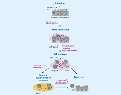 Fig. 5 Pathogenesis of respiratory tract infections and mechanisms of action of EPs<sup>®</sup> 7630.