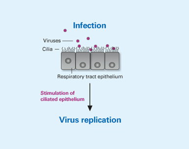 Fig. 5a Infection