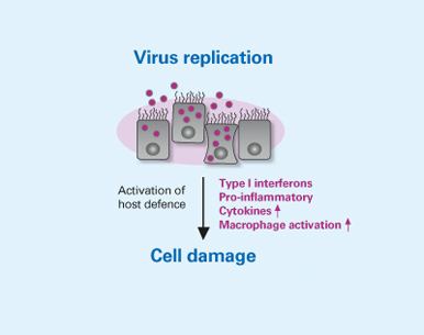 Fig. 5b Virus replication