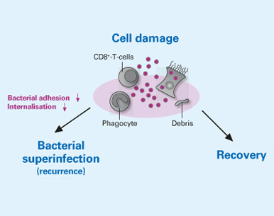 Fig. 5c Cell damage