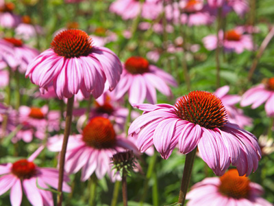 Echinacea