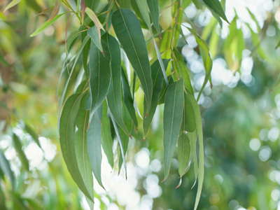 Eucalyptus