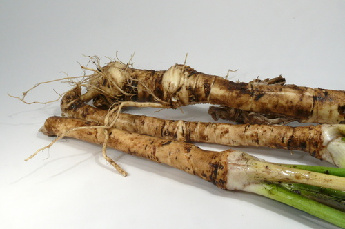 Horseradish roots