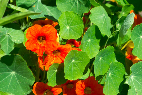 Nasturtium