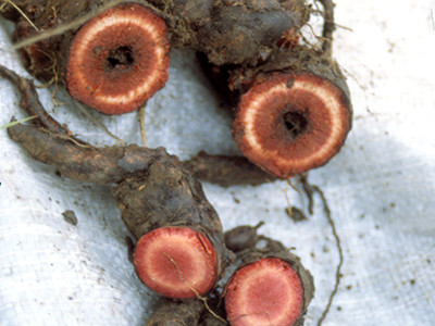 Pelargonium sidoides (roots)